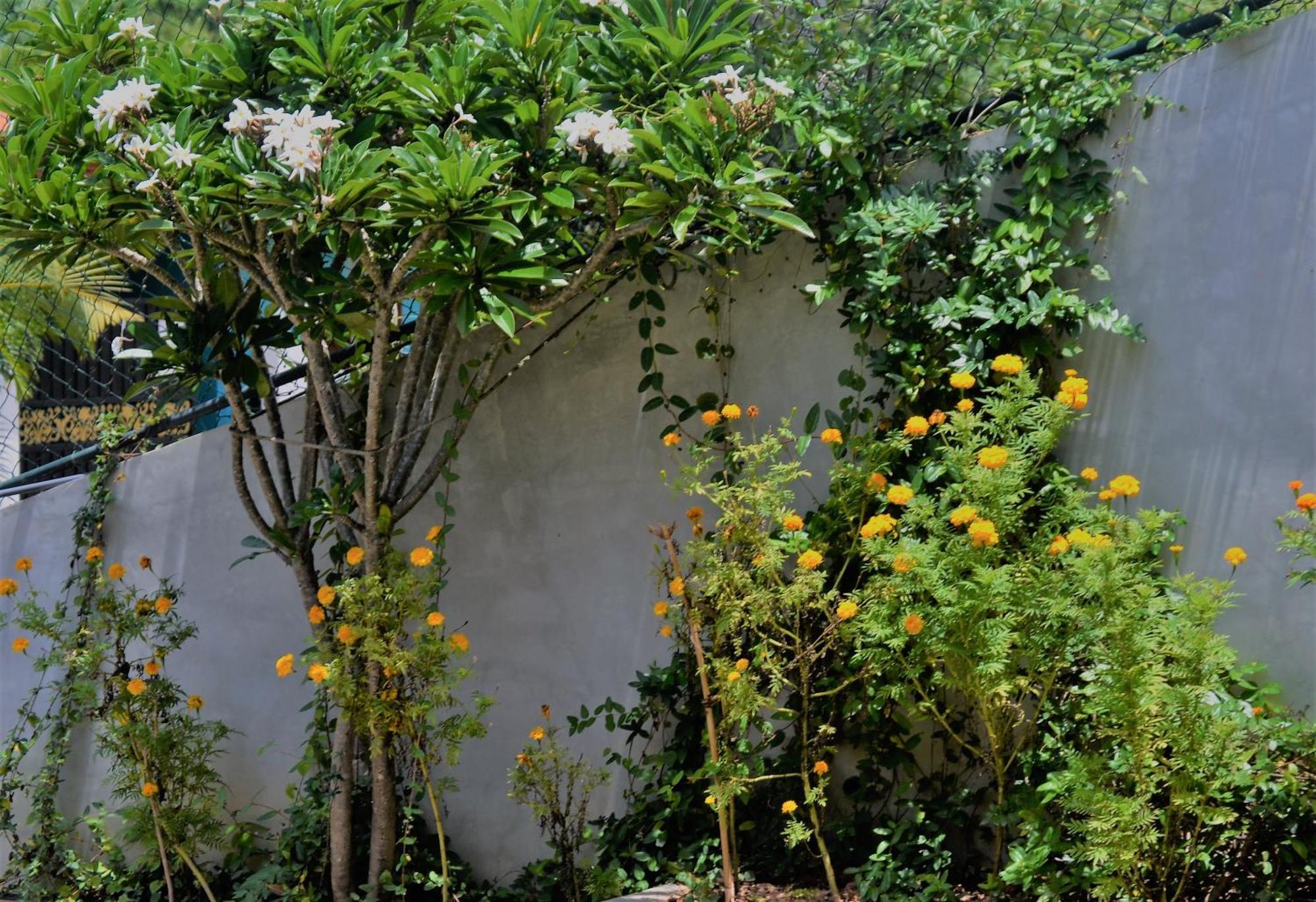 Bed and Breakfast Bellaxy Ceylon Exterior foto